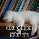 Kocheng lucu 8