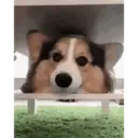 Dog animated 5