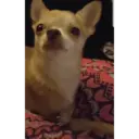 Dog animated 6