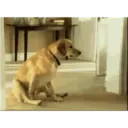 Dog animated 7