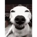 Dog animated 9