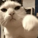 Animados de Gatitos 5