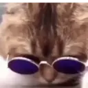 Animados de Gatitos 6