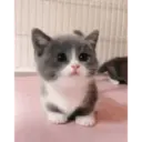 Animados de Gatitos 7