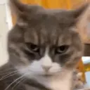 Animados de Gatitos 8