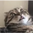 Animados de Gatitos 9
