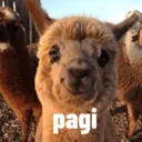 Gapapa 7