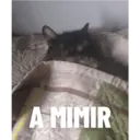 GATITOS 1
