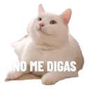 GATITOS 2