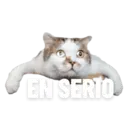 GATITOS 3