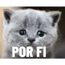 GATITOS 4
