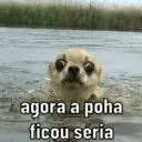 NOVOS MEMES 3