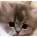 Kitti Kat 9