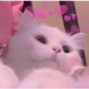 REAÇÕES DE AMOR ❤️❤️❤️ 4