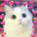 REAÇÕES DE AMOR ❤️❤️❤️ 5