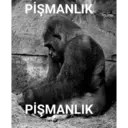B.3 goril pack 3