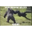 B.3 goril pack 4