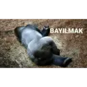 B.3 goril pack 10