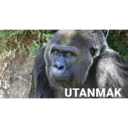 B.3 goril pack 11