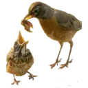 Animales 6