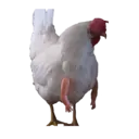 Animales 23