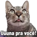 Gatitos da Mamaju 6