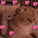 Reações fofas 💖 1
