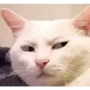 Gatos 2