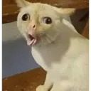 Gatos 9