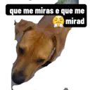 Mi perro es lindo 1