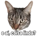 Gatitos da Mamaju 2