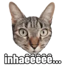 Gatitos da Mamaju 3