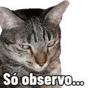 Gatitos da Mamaju 9