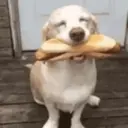 Perritos awww 5