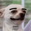 Perritos awww 6