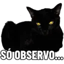 Gatitos da Mamaju 7