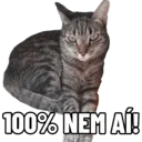 Gatitos da Mamaju 8