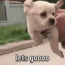 Perritos awww 7
