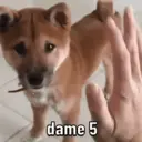 Perritos awww 8