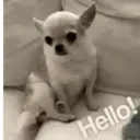 Perritos awww 9