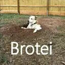 E Brotei