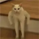 Gatos 5