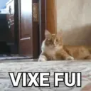 REA&Ccedil;&Otilde;ES COM GATINHOS ? 9
