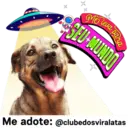 StickerAdoption  5