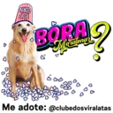 StickerAdoption  3