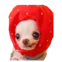 Chihuahuas random 1