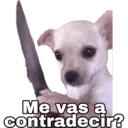 Chihuahuas random 2