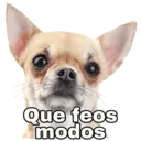 Chihuahuas random 3
