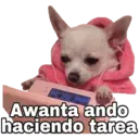 Chihuahuas random 4