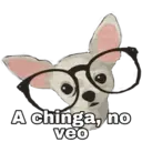 Chihuahuas random 5
